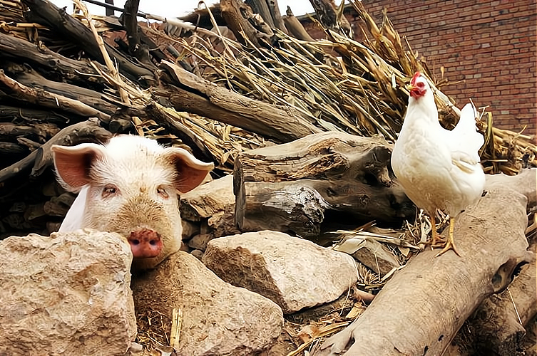 女鸡和男猪合作生意好吗,以下信息要了解!