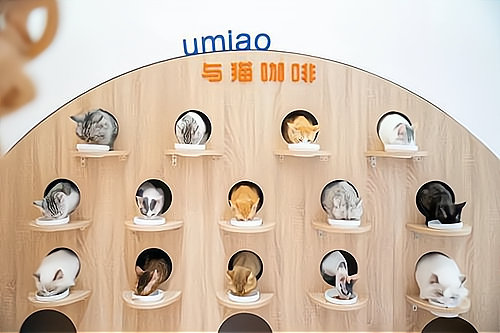 开猫咖店，你需要了解的不仅仅是成本！_加盟星百度招商加盟服务平台