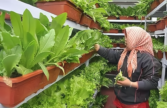 为何牛皮菜种植是当下最具前景的创业项目?