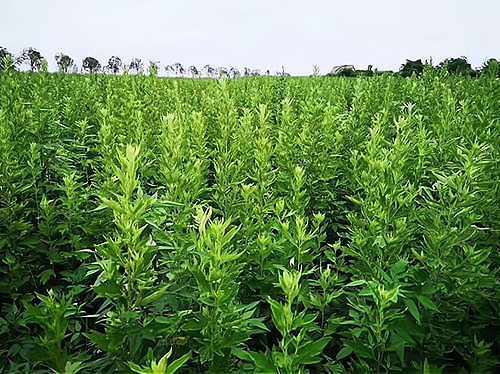 开创新的草药市场:种植陈艾草的优势与机会