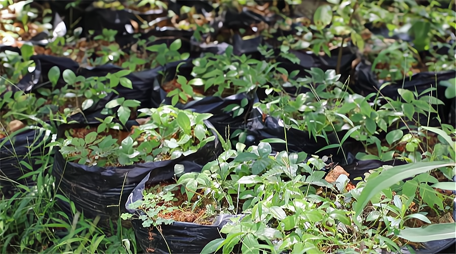 一亩板蓝根一年收入大概多少?种植成本和利润怎么算?