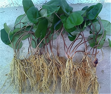 加盟星百度招商加盟服务平台