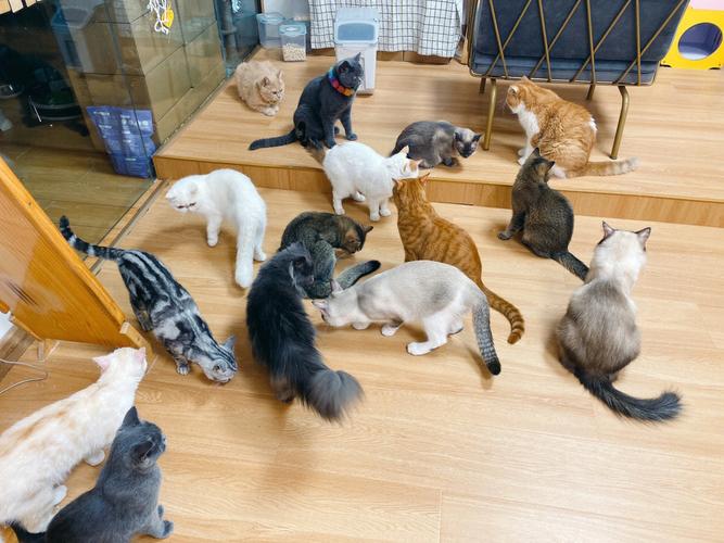 贵阳开一个猫咖店多少钱？全面解析猫咖创业投资成本与前景_加盟星百度招商加盟服务平台