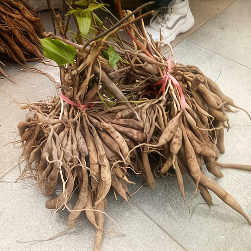 元胡种植：传统药材的现代商业价值，每亩投资引领创业风潮！_加盟星百度招商加盟服务平台